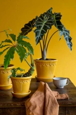 Bergs Potter Copenhagen Topf Mit Unterteller Gelb, Ø14 Cm 13 Bergs Potter Copenhagen Topf Mit Unterteller Gelb, Ø14 Cm -Einrichtungsgeschäft bergs potter copenhagen topf mit unterteller gelb 4